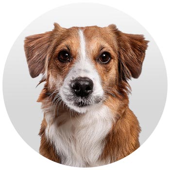 Artigos para cães