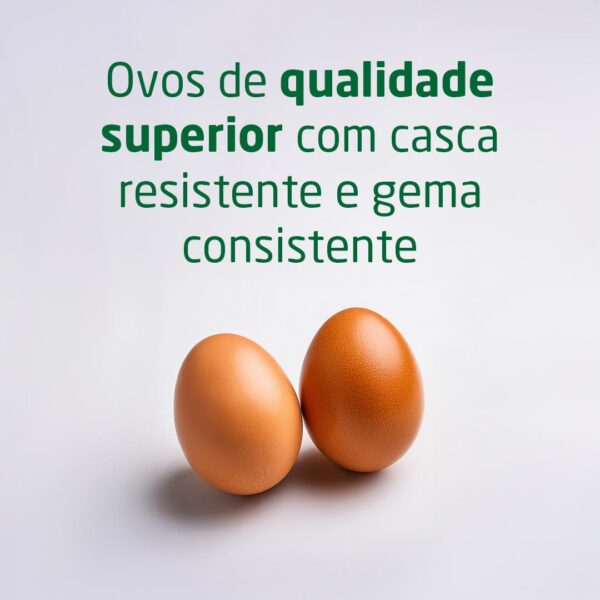 Ovos de qualidade superior com casca resistente e gema consistente