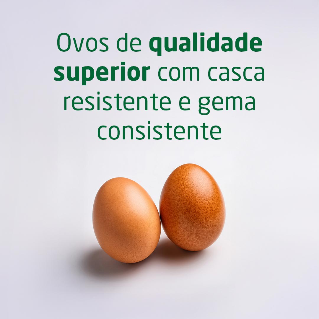 Ovos de qualidade superior com casca resistente e gema consistente