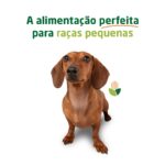 Alimentação para cães de raças pequenas com foco no equilíbrio, pelo brilhante e excelente manutenção de saúde.