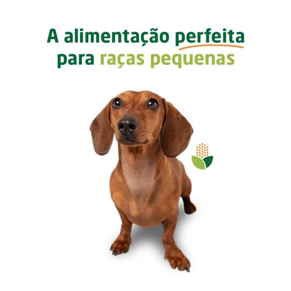 Alimentação para cães de raças pequenas com foco no equilíbrio, pelo brilhante e excelente manutenção de saúde.