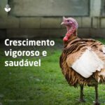 Crescimento vigoroso e saudável para perus