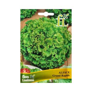 Alface Grand Rapid