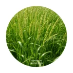 Azevém 7 Anos - Sementes de azevém 7 anos em saco de 25kg