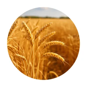 Trigo para alimentação animal