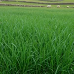 Campo de pastoreio com azevém 7 anos