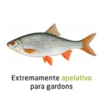 Engodo profissional vocacionado para a pesca de gardons